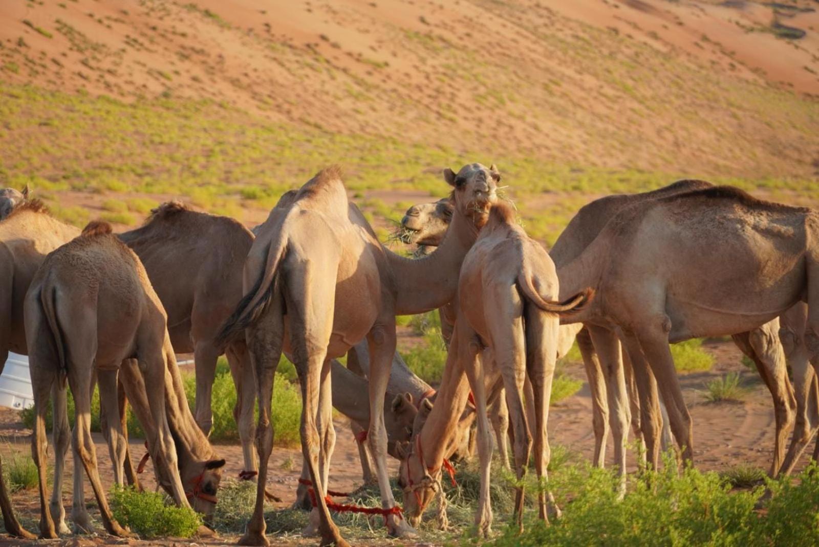 Sandglass Camp Badīyah المظهر الخارجي الصورة